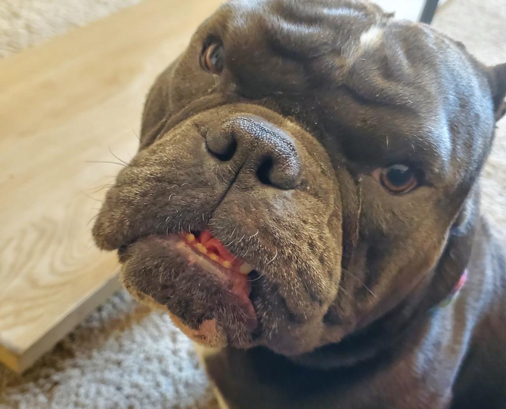 _AlleyAwesome's tweet photo. The resident gargoyle aka my grandoggy/bf making sure I'm ok after grocery store. #hamitup https://t.co/STU7AlwrvS