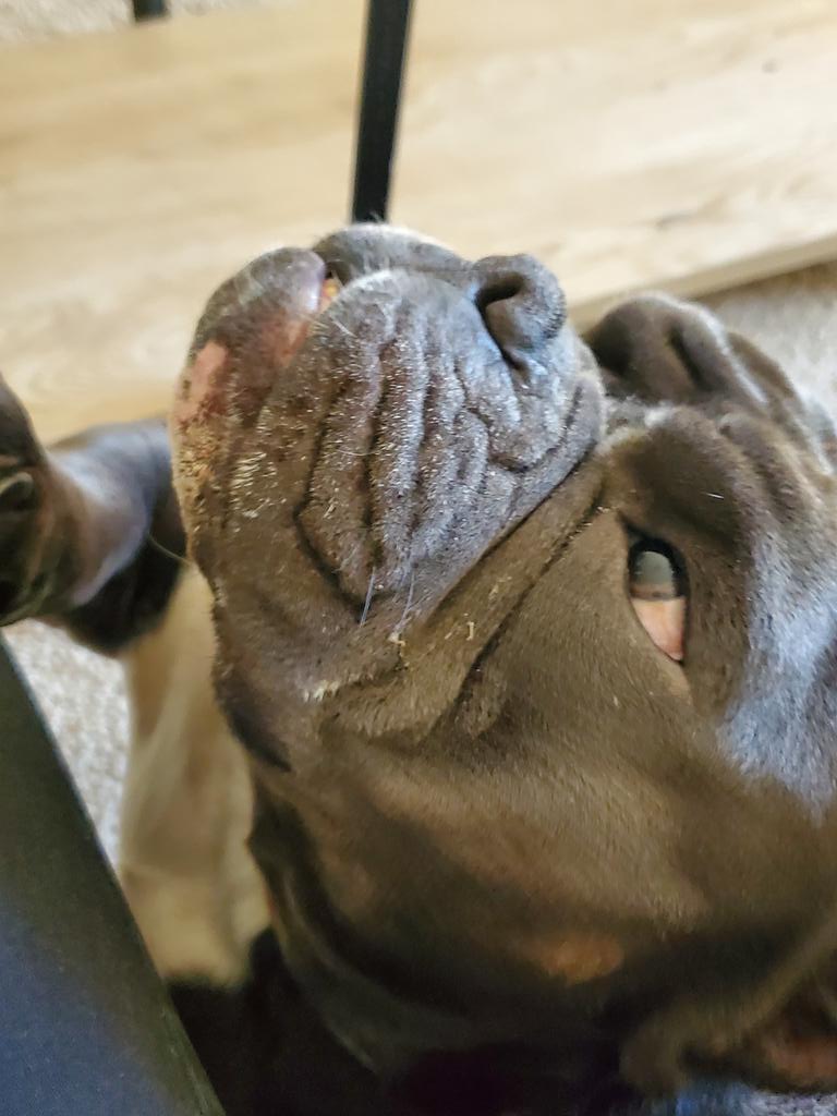 _AlleyAwesome's tweet photo. The resident gargoyle aka my grandoggy/bf making sure I'm ok after grocery store. #hamitup https://t.co/STU7AlwrvS