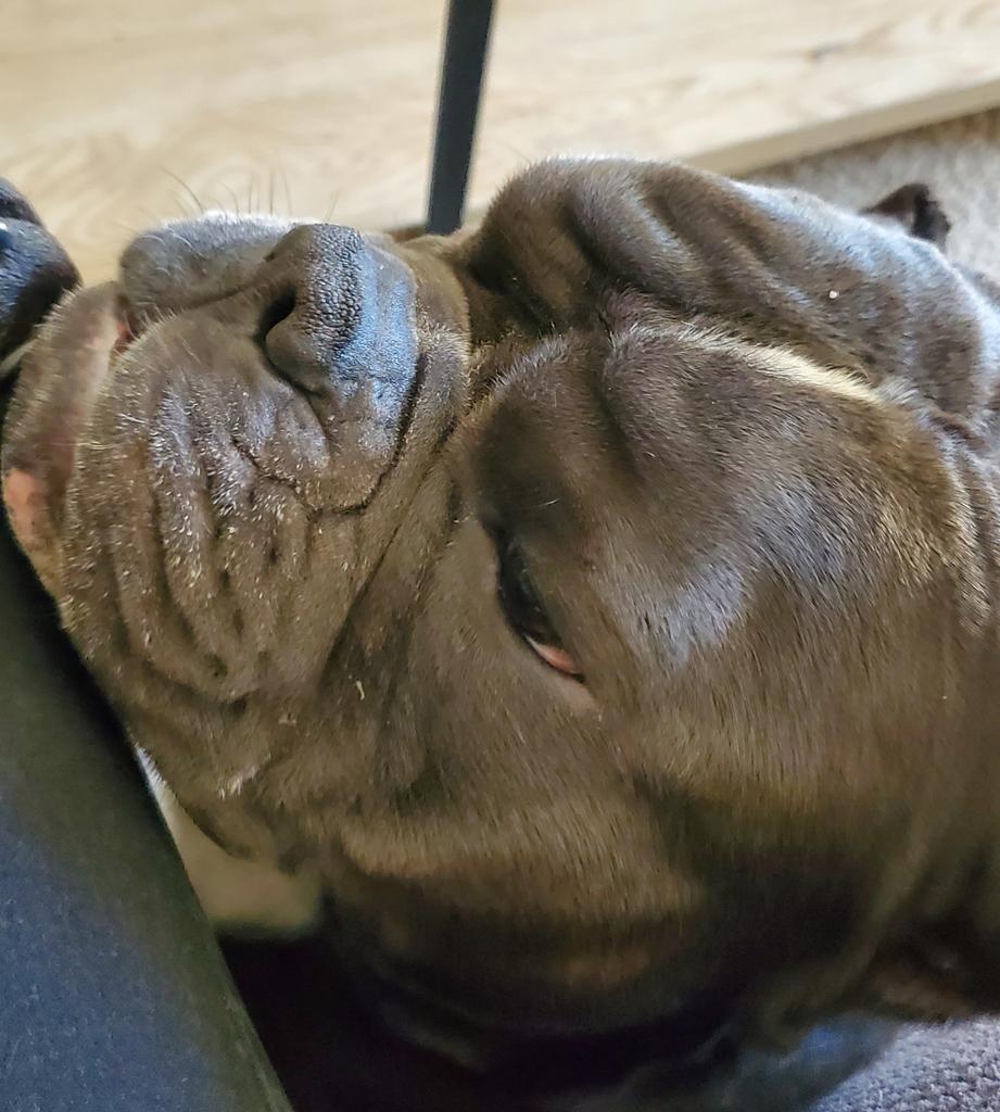 _AlleyAwesome's tweet photo. The resident gargoyle aka my grandoggy/bf making sure I'm ok after grocery store. #hamitup https://t.co/STU7AlwrvS