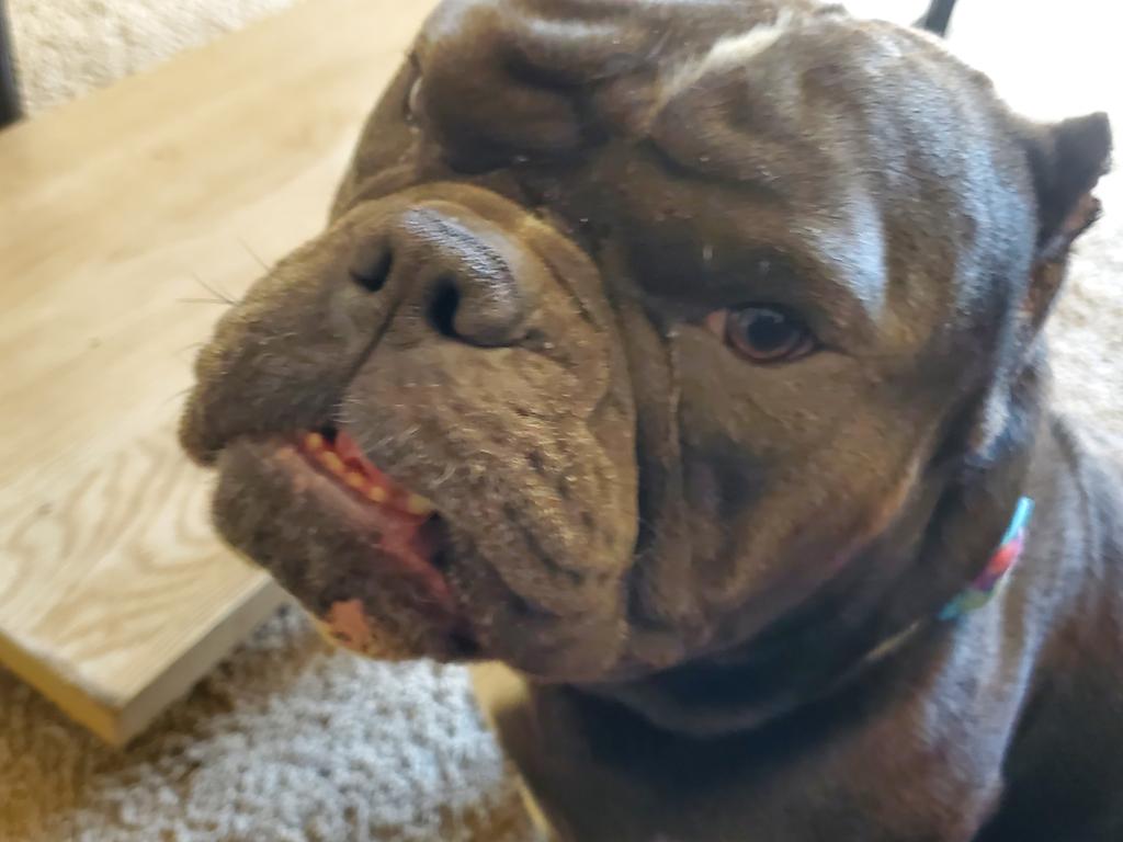 _AlleyAwesome's tweet photo. The resident gargoyle aka my grandoggy/bf making sure I'm ok after grocery store. #hamitup https://t.co/STU7AlwrvS