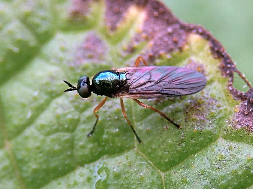 Yesterday we had the first records for this year of Murky-legged Black Legionnaire soldierfly, Beris chalybata, in Staffs and on Jersey, the 2nd soldierfly species to be seen as an adult in 2024 (after Silver Colonel, Odontonyia argentata)