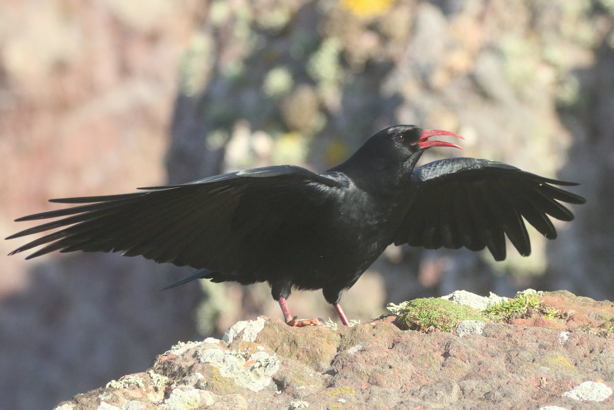 We currently have a record-equalling five pairs of Chough nesting on Skokholm.