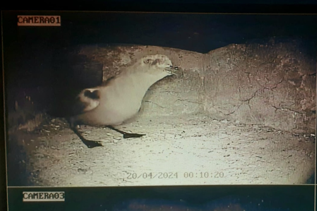 Look who's back! Despite the bright moon, one of the Storm Petrels from Petrel Station box 11 returned at 00:10hrs and remained until close to dawn. Image courtesy of @Payne1pro