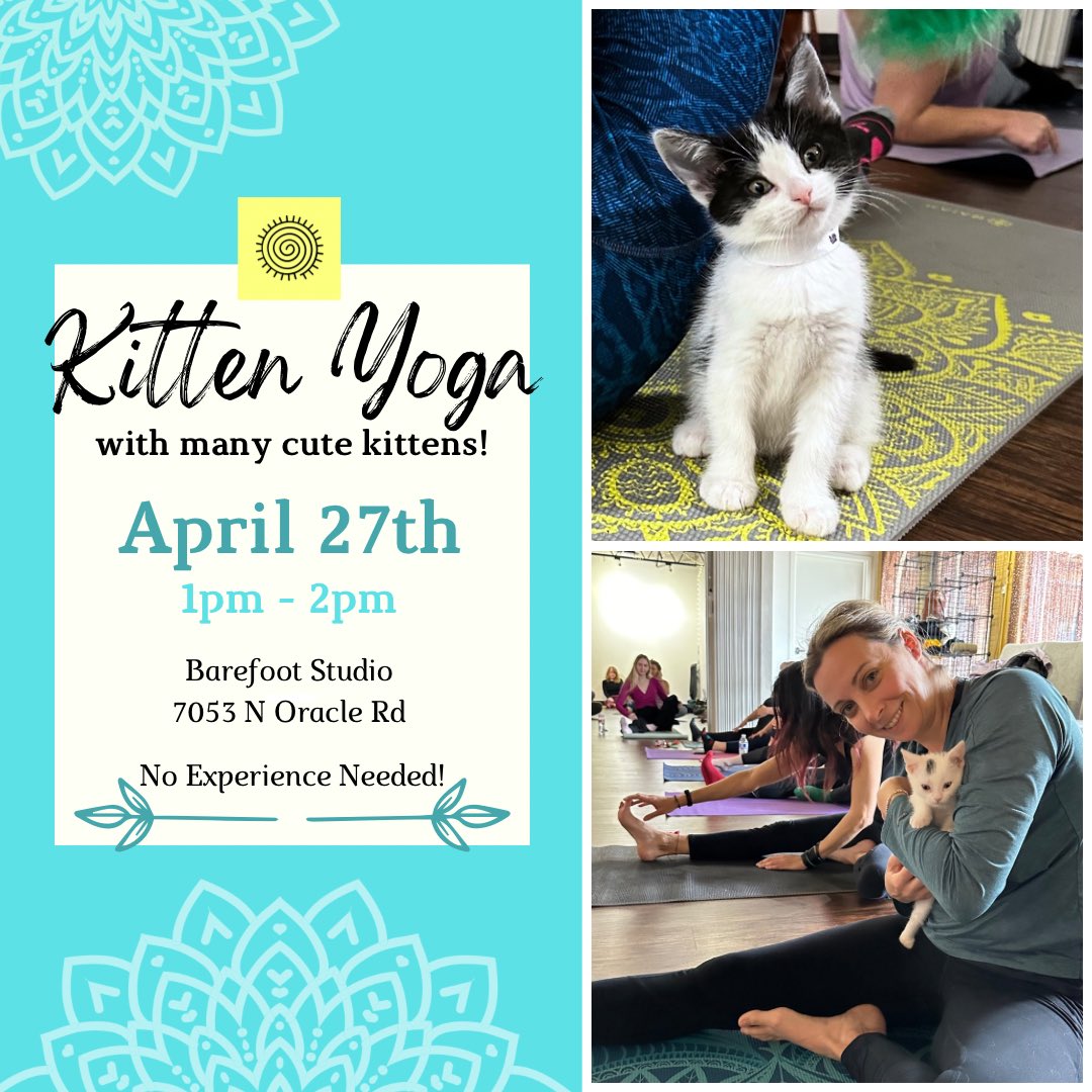 SACatRescue's tweet photo. Have you been experiencing kitten fever? If yes, we have an opportunity for you. Kitten Yoga is BACK! 😻
Come cuddle or play with babies while doing basic yoga @_BarefootStudio 
🎟️: https://t.co/KZZWYmlUxY
All proceeds earned go back to help more kittens in need 💛 https://t.co/Ljcq1mO9EB