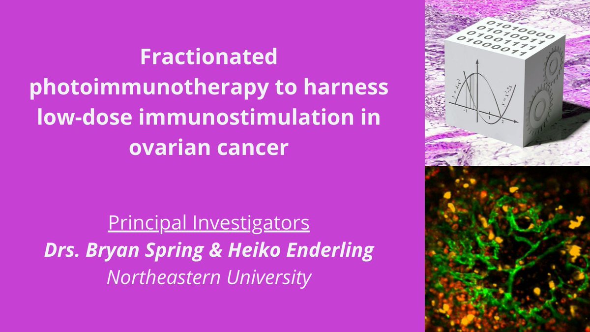 Researchers with @Northeastern #PSON are using an integrated experimental – #MathematicalOncology approach to investigate strategies to harness low-dose immunostimulation in #OvarianCancer related to fractionated #photoimmunotherapy. cancer.gov/about-nci/orga…