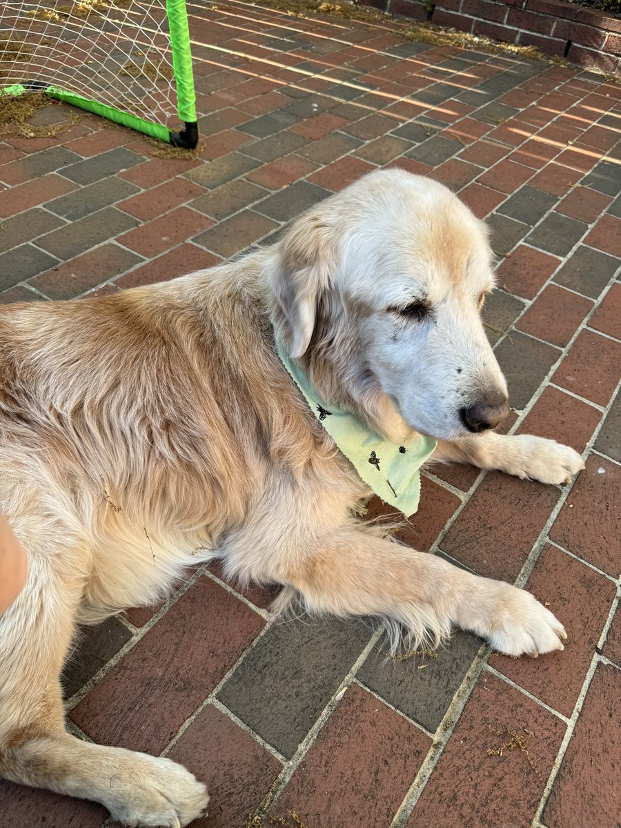 Your #dailywally stayed home with me and baby today because I assumed the #RedBullRun was no place to bring a teeny newborn. (the fact that I can hear @therealdcf1 doing donuts right now all the way from my house a mile and a half away is insanely awesome but confirms my worry!)