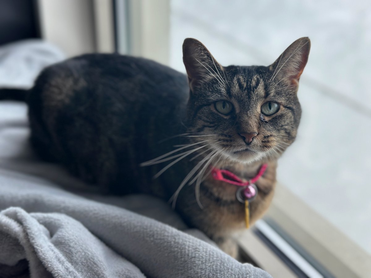 After 9-year-old Evee (#H206483) had to move out of her lifelong home. Our patient, loving cat whisperers showed her the lover and affection she missed. She’d like the focus to be all on her as the only pet in the home. #GetYourRescueOn #Adopt #Caturday #Pets #BiancasFurryFriends