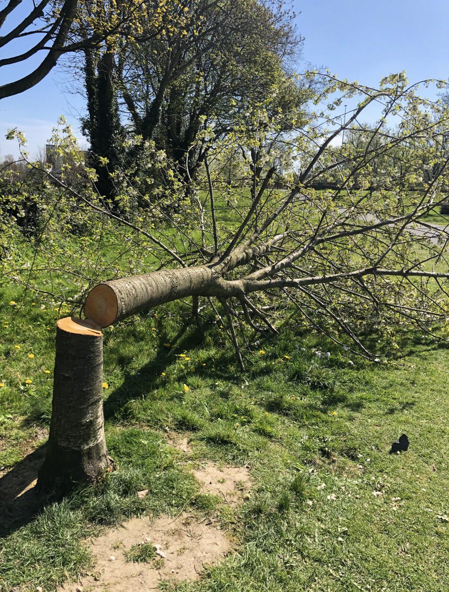 LaineyB2011's tweet photo. @phuenowg Happened near us in Stepaside in 2020- someone must have heard the chainsaw in the night but no one spoke out. Two cherry blossom trees cut down. But thankfully they have since started to grow back. #Bewildering https://t.co/a3gUdEqZC9