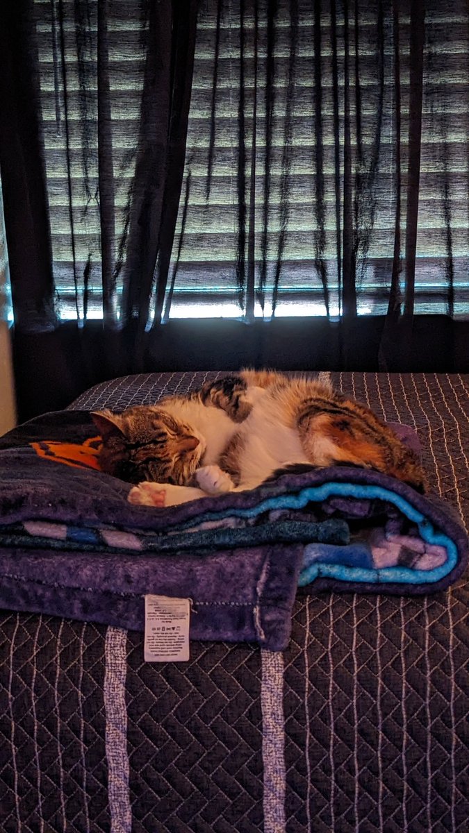 #VCTAmericas My three legged cat named Amber