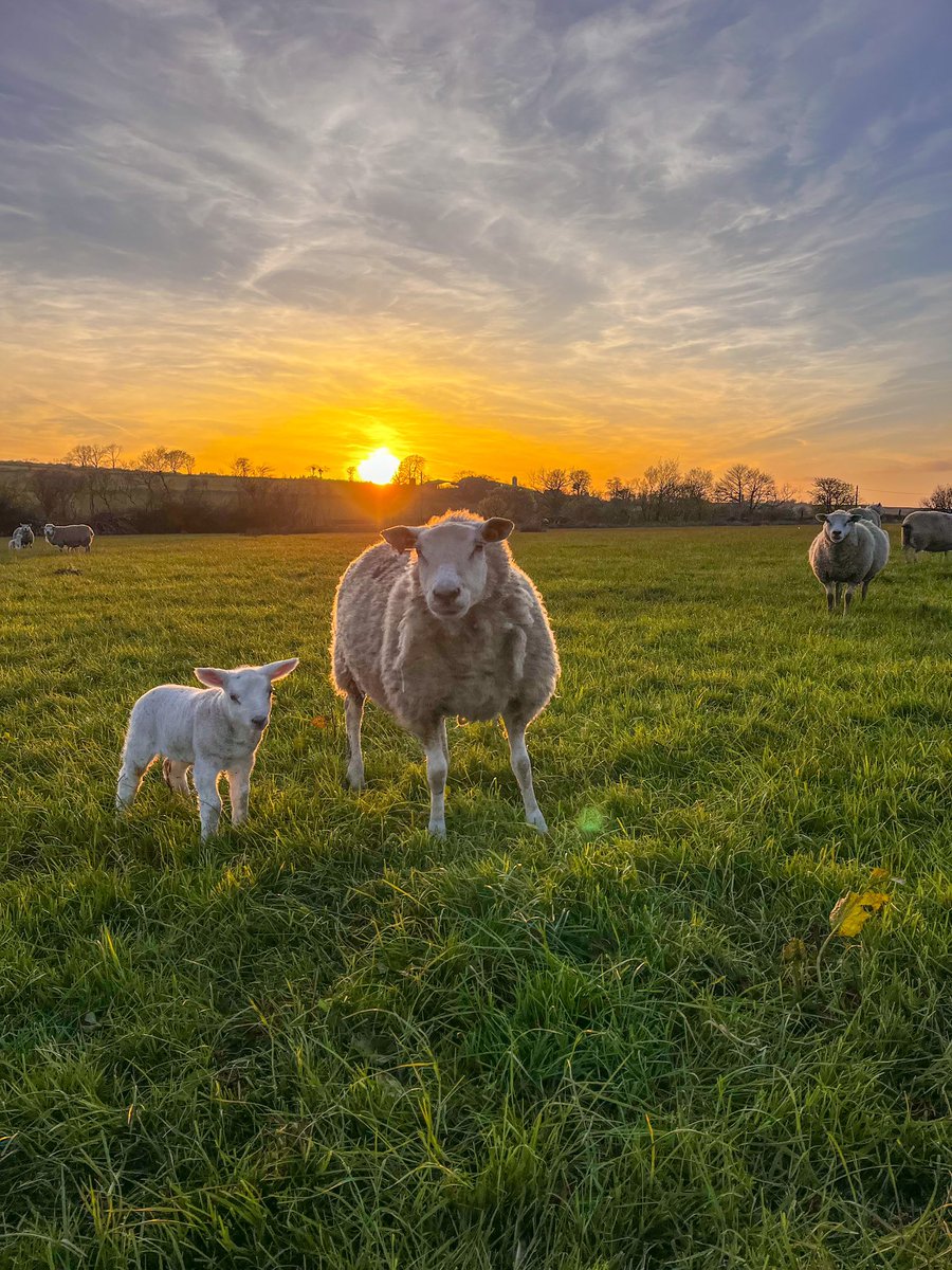 Lambing rolls on 🐑🐑🌞🌞😎 #welshfarming #lambingtime