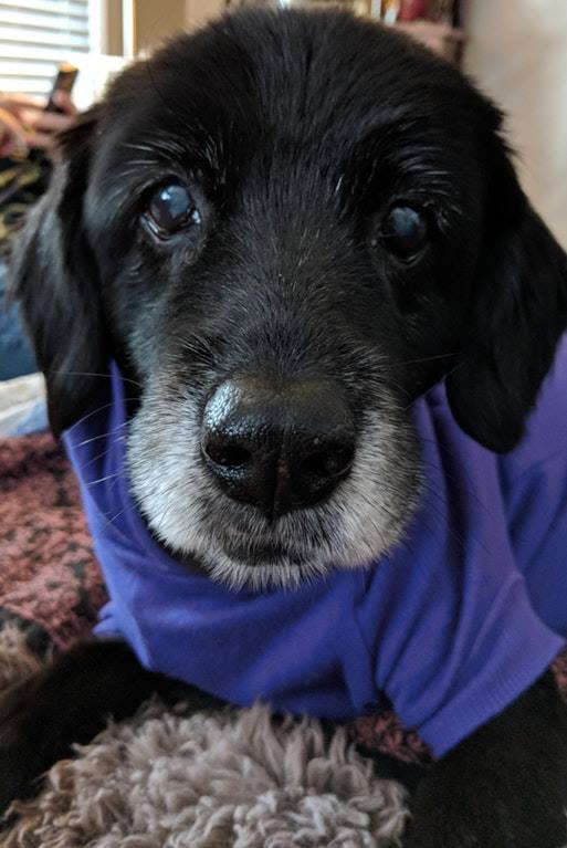 Old dogs are cute too!