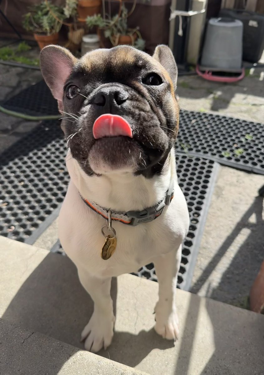callistacabrera's tweet photo. #VCTAmericas #techpaws this is mando and Louis🫶🏻 https://t.co/AJuFo0OGxX