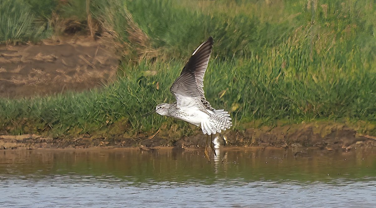 Marsh Sandpiper at Normandy Lagoon, Lymington, Hants this afternoon.
@HOSbirding @LymKeyRanger @birdguides @RareBirdAlertUK