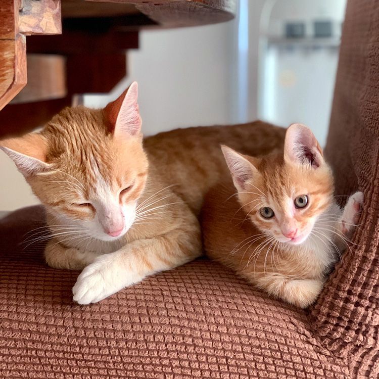 Happy Caturday! Kittens need their moms! This is a great article about how moms teach them to be cats!

buff.ly/3xKU3Ay 

#petsitter #stpete #stpetersburgflorida #maderia #pinellas #dogs #catfacts #cats #catlovers #dogfacts #doglovers #PetTips #HealthyPets #Florida