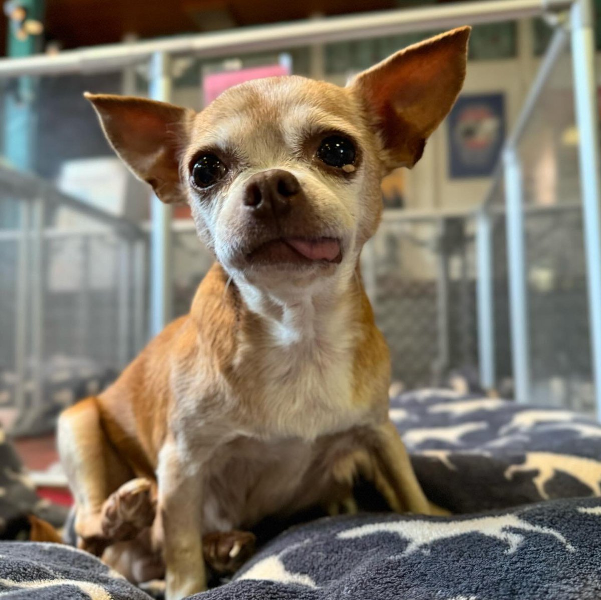 Sorry,of course her name is Webby,don't ask me how I came up with the other name🙄Rescued by Vintage Pet Rescue🎉🎊🎈🎉Looks at her tongue,rarely seen such sweet Freedom Pics❤️😍She has a vet appointment on Monday🏥I'll keep you updated on her health🙏Ty X Family🫶🫶