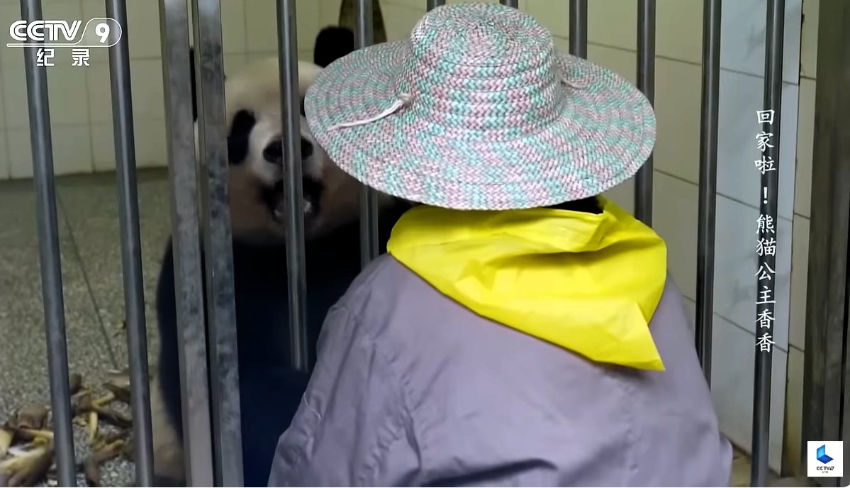 上野では飼育員さんの
そばで過ごすのが大好きだった
今やバイリンガルの我らが姫君
雅安でも打ち解け仲良くなった
蘭蘭さんとお喋りを楽しみながら
和やかな時間を過ごしているのかな
今日もまんまる笑顔あふれる
ご機嫌シャンデーでありますように🐼🍀

※画像 CCTVドキュメンタリー番組より