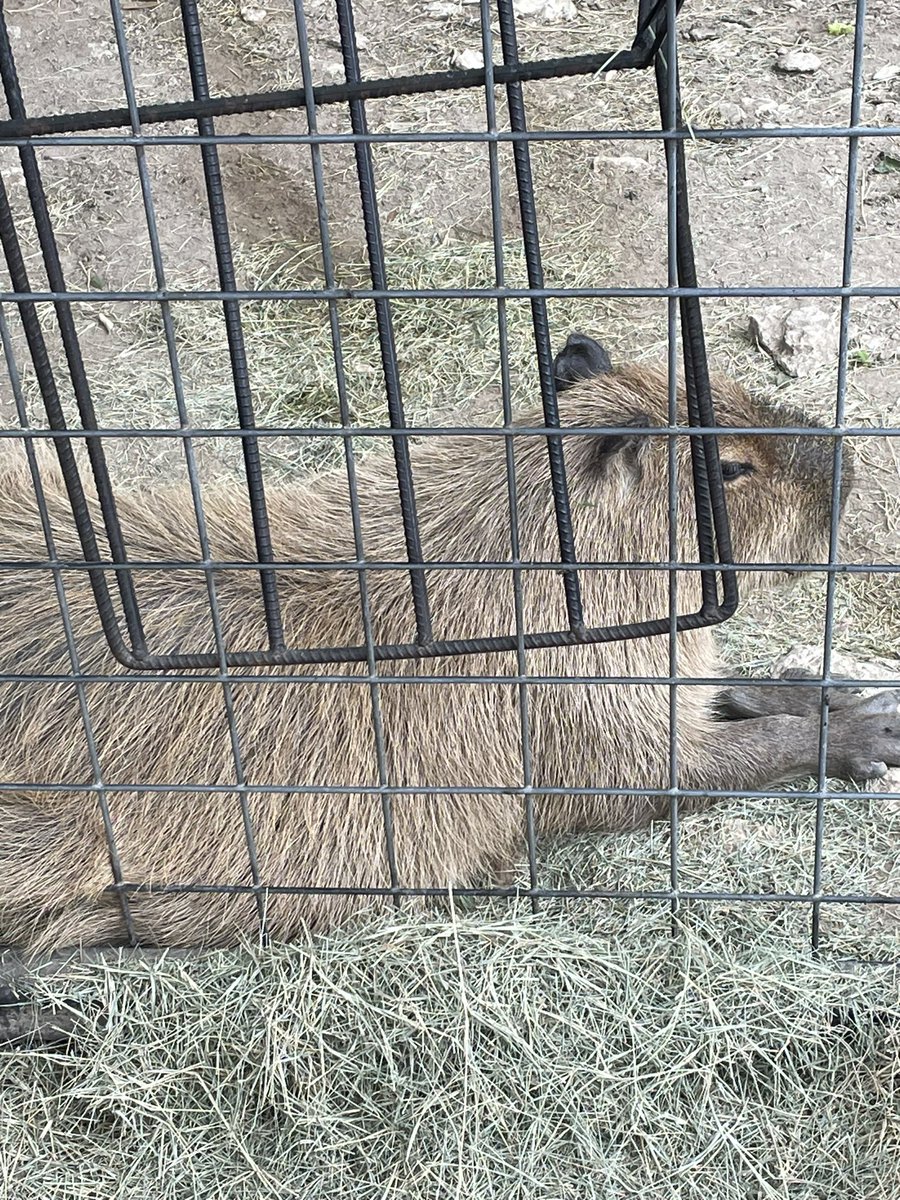 today i saw my favorite creature for the first time :DDDD
