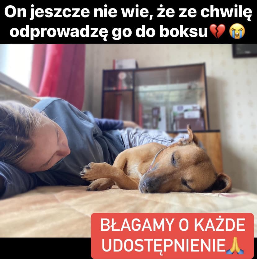 Kontakt w sprawie adopcji:
tel. 519615975
adopcje@schronisko.info.pl
Szczegóły adopcji: schronisko.info.pl/adopcje