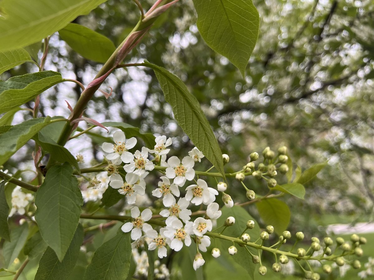 JishnuSenGupta's tweet photo. Shades of #ClevelandSpring https://t.co/w9Mfth2lkZ
