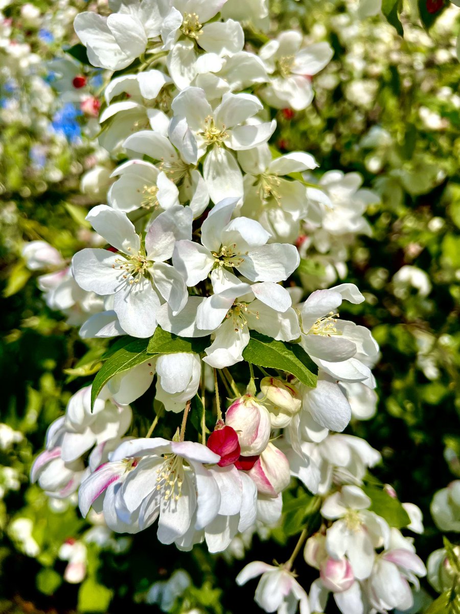 JishnuSenGupta's tweet photo. Shades of #ClevelandSpring https://t.co/w9Mfth2lkZ