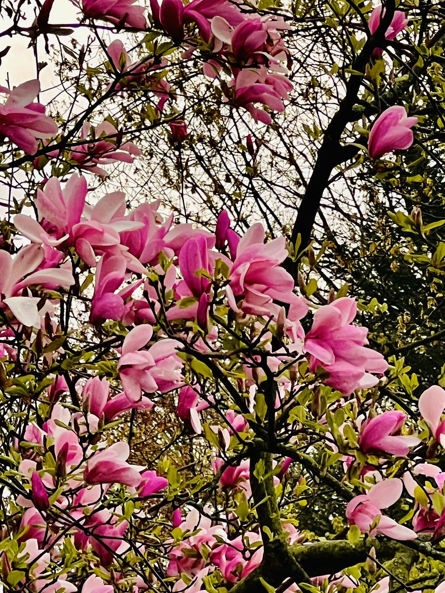 JishnuSenGupta's tweet photo. Shades of #ClevelandSpring https://t.co/w9Mfth2lkZ