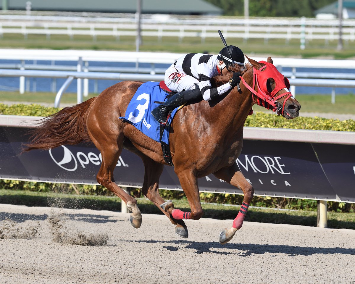 Miss Ucrania surges late to earn the victory in race 8 for trainer Luis Duco, two straight wins for jockey @Josemorelos_! #GulfstreamPark #RoyalPalmMeet