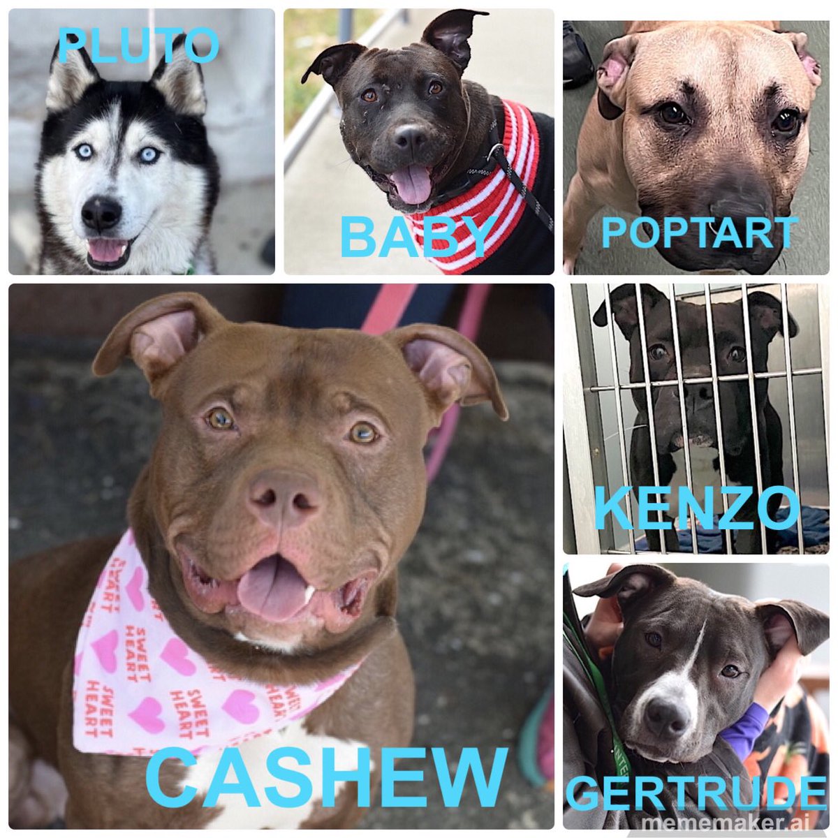 🆘🆘ACTIVE KILL☠️COMMANDS #NYCACC ❤️‍🩹PLUTO 5yrs ❤️‍🩹BABY 4yrs Adoptable ❤️‍🩹POPTART 2yrs Adoptable ❤️‍🩹CASHEW 4yrs ❤️‍🩹KENZO 4yrs ❤️‍🩹GERTRUDE 1yr Adoptable PLEASE #RT #PLEDGE #FOSTER #ADOPT 📧nycdogslivesmatter@gmail.com DM @notthesameone2