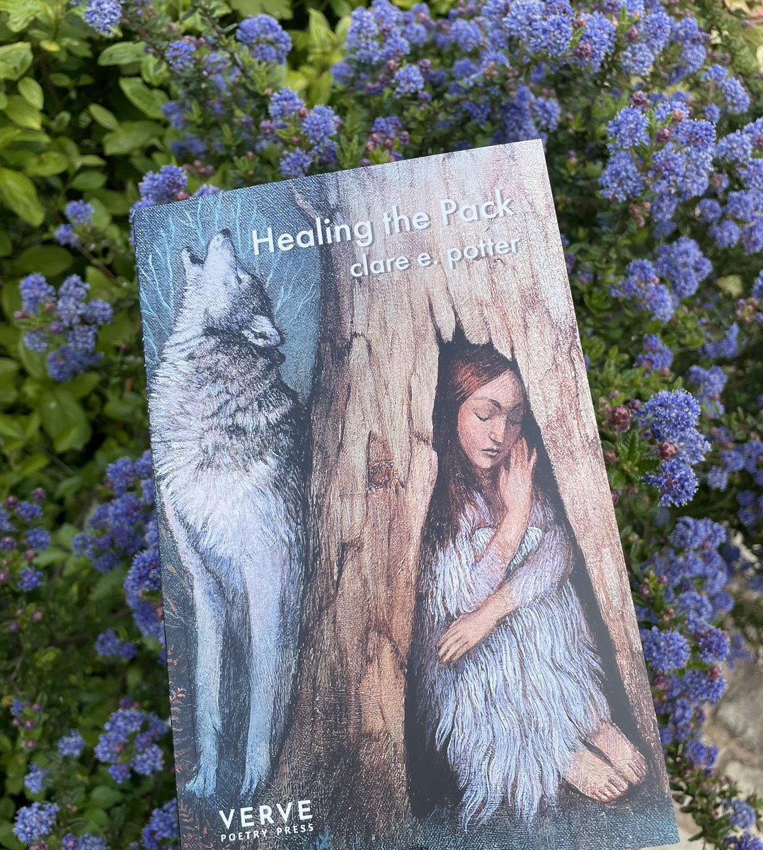 #bookpost @clare_potter new poetry collection, Healing the Pack. What a gorgeous cover ❤️ @VervePoetryPres