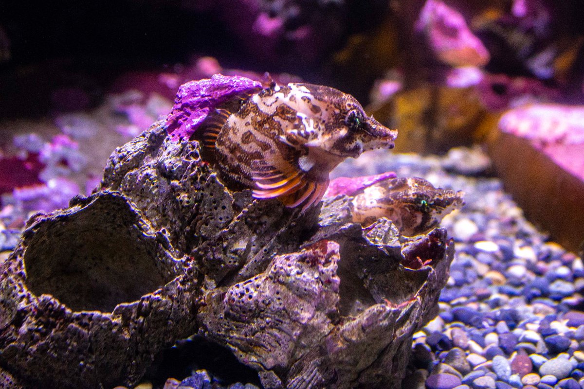 Grunt Sculpin (@calacademy, San Francisco, August 2018) #photography #macrophotography #animalphotography #aquariumphotography #aquarium #marineaquarium #fish #Gruntfish #Gruntsculpin #SanFrancisco #CaliforniaAcademyOfSciences #California