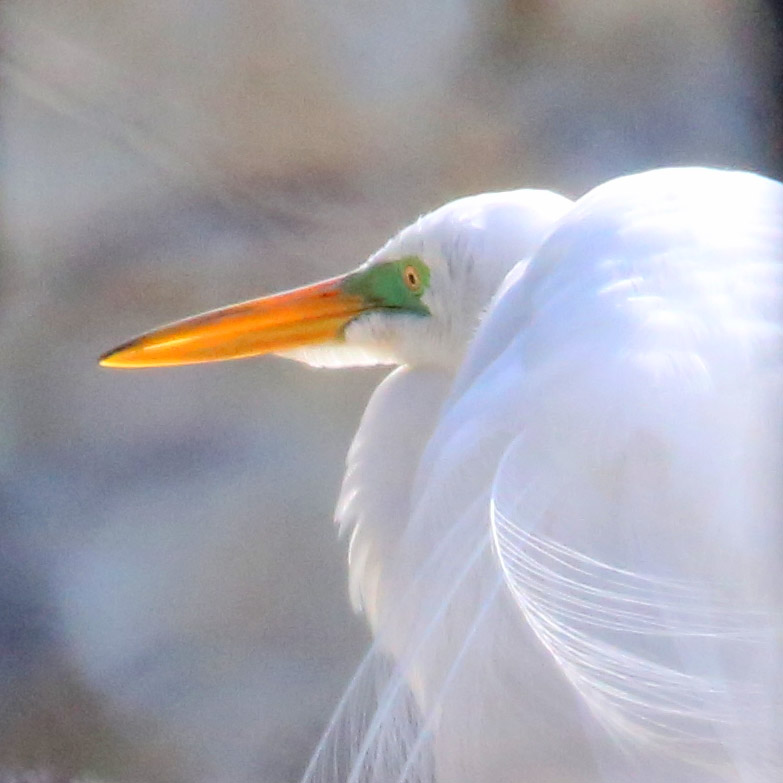 Photo thread: Great egrets, great blue herons and double-crested cormorants, nesting alongside each other at the Elmhurst Quarry. Here are some egrets: