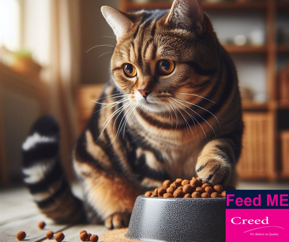🚀 Propel your cat towards the stars with 'Feed Me by Creed'! Our Feline Health Nutrition Range is the rocket that launches them into a galaxy of health and happiness. Let them reach for the stars and soar with energy and joy. 🌌🐾 #FeedMeByCreed #ReachForTheStars #PropelToHealth