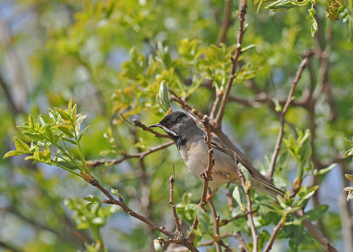 Gary Howard tweet media