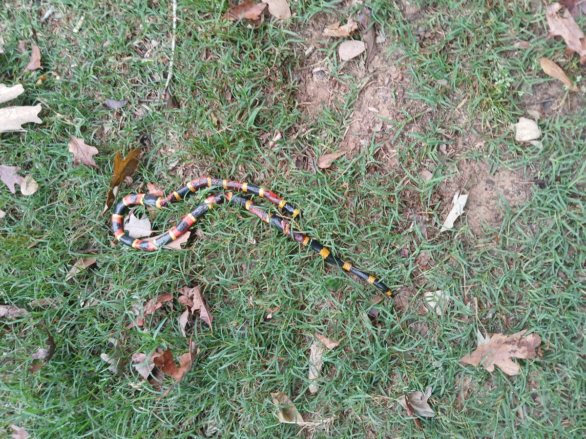 These two found a coral snake... they keep the snakes away for sure.