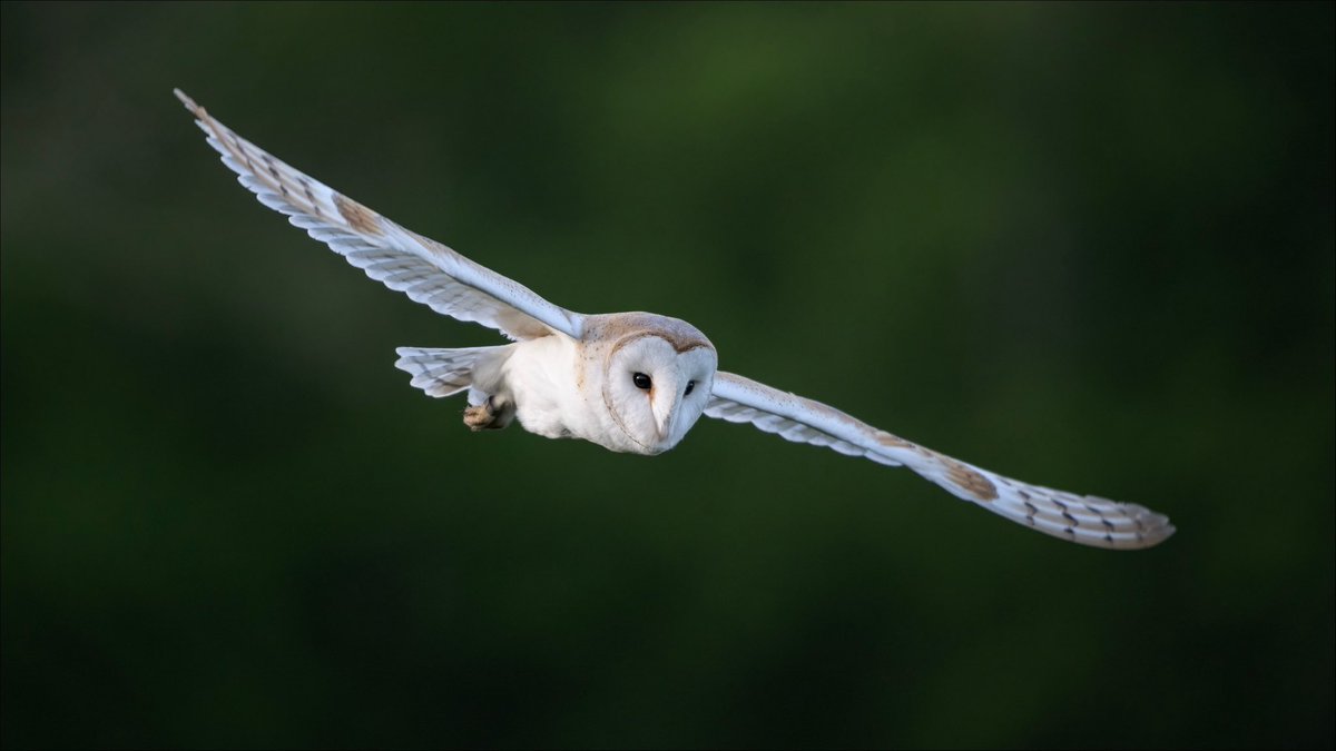 Redcar Barn Owl 

@teesbirds @teeswildlife @NaturalEngland @Natures_Voice @BBCSpringwatch @UKNikon @teesmouthbc 
@BarnOwlTrust 
@teeswildlife 
@BirdGuides
@UK_NaturePhotos