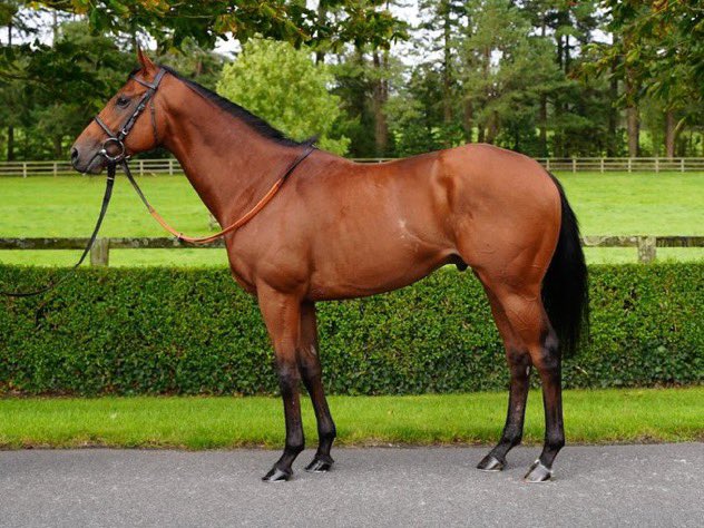 🥇SHARTASH🥇 wins on his stable debut @ThirskRaces under @Luke_Morris88 for @Archie_Watson & owners Weldspec Glasgow Limited 🙌🏼👏🏼He was purchased from the 2023 @InfoArqana Arc Sale. Congratulations to all connections! ⭐️#AnEyeForSuccess #BlandfordBloodstock