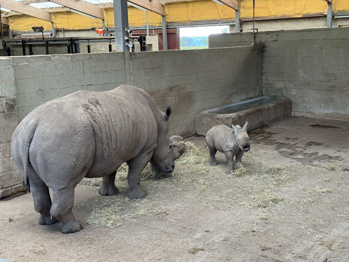 👀 Animal spotting with Isla at @ZSLWhipsnadeZoo. Highlight was the 3 week old baby rhinoceros. 🦏