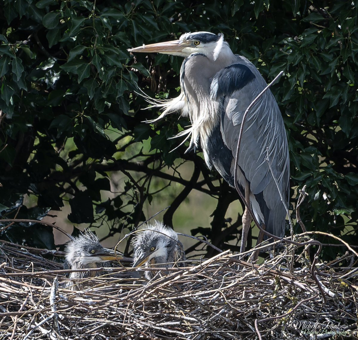 Mini dinosaurs or Grey Heron chicks? Either way they are so very cute and fluffy 😁🥰🩶