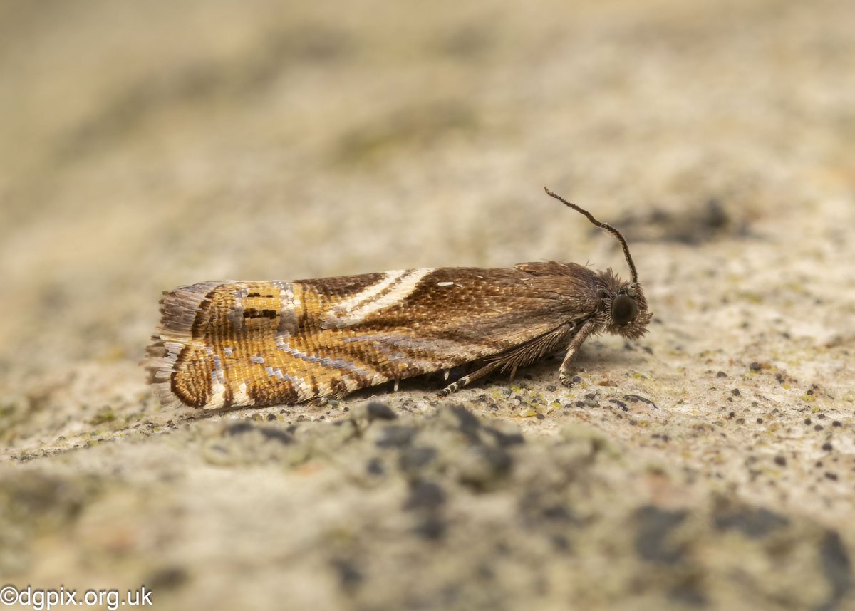 Grapholita jungiella - not many micros showing up in these parts so nice to get a shot of this wee stunner #moths #mothsmatter #nature #wildlife #photography