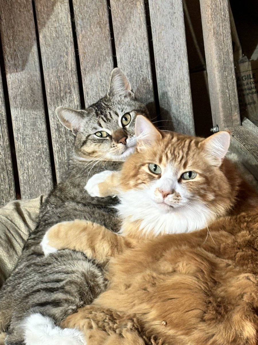 robjhenry's tweet photo. #Caturday Happy Caturday from Marley and Wilda https://t.co/uELE3edW4c