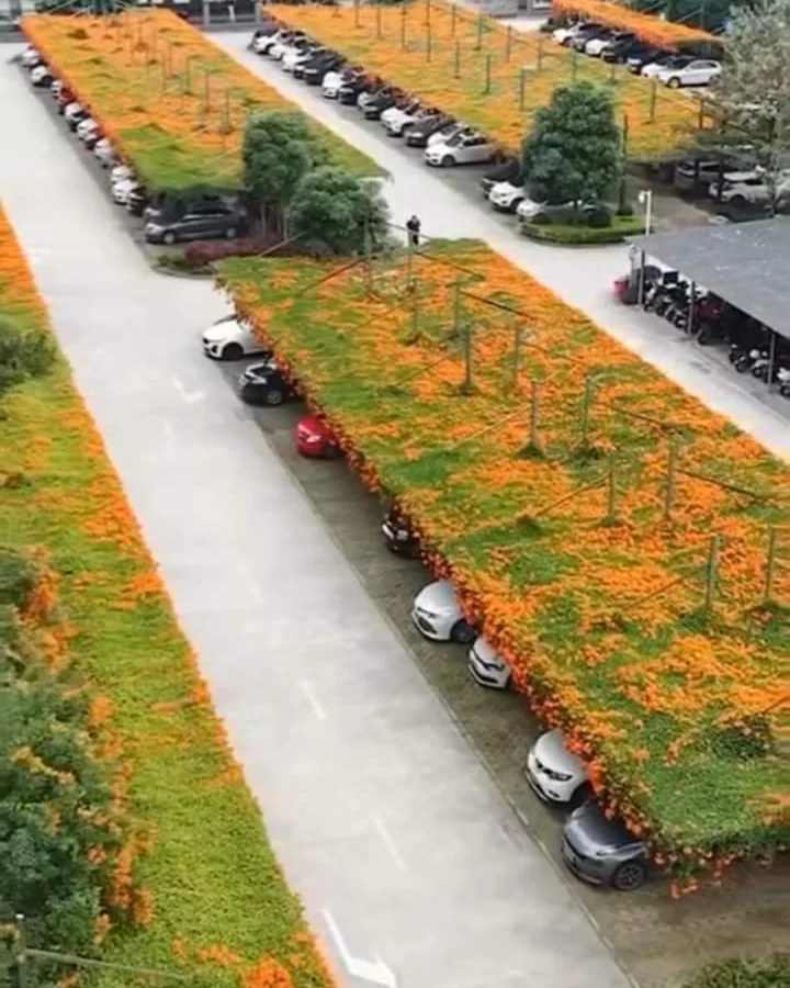 huifang12's tweet photo. Los japoneses han comenzado a poner jardines flotantes en los tejados de los parking públicos. No sólo creando bellos espacios sino también ayudando a las abejas y otros polinizadores esenciales para la vida. 🥰 https://t.co/mEckK1jntl