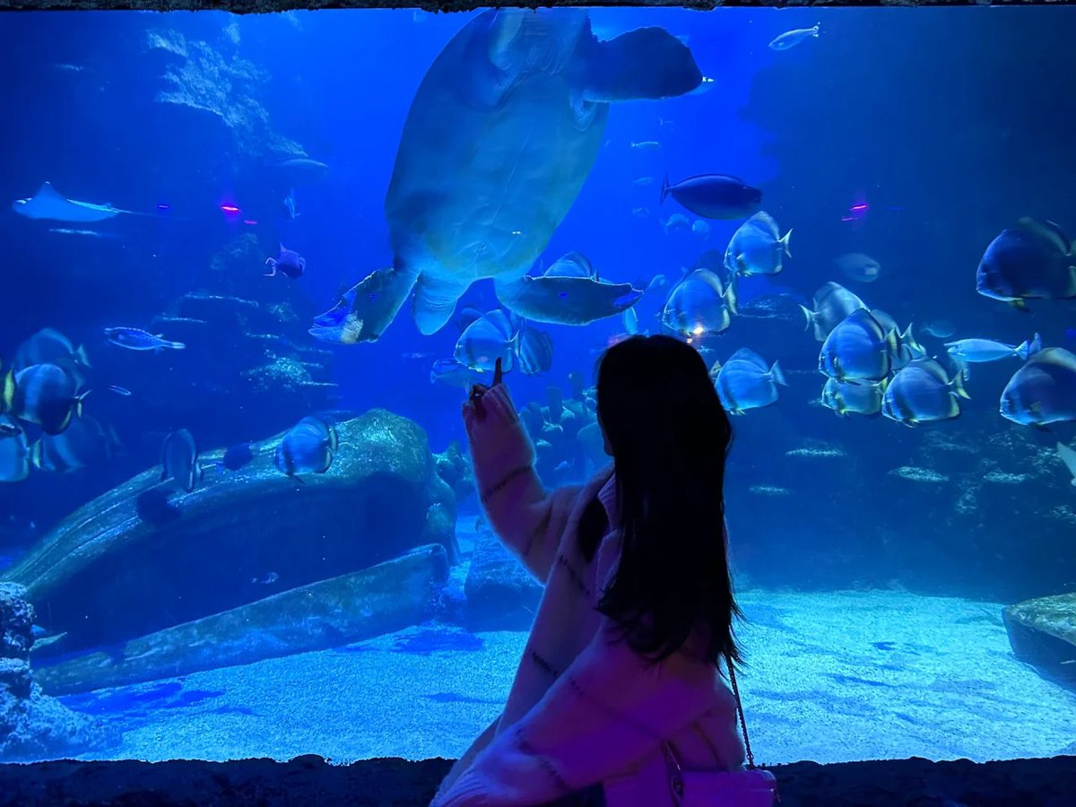jangsu_exist's tweet photo. 🫧🐠lost in blue||| SEA LIFE London Aquarium
  When you are bored, look at the little fish in a daze https://t.co/cWRf7Mh45F