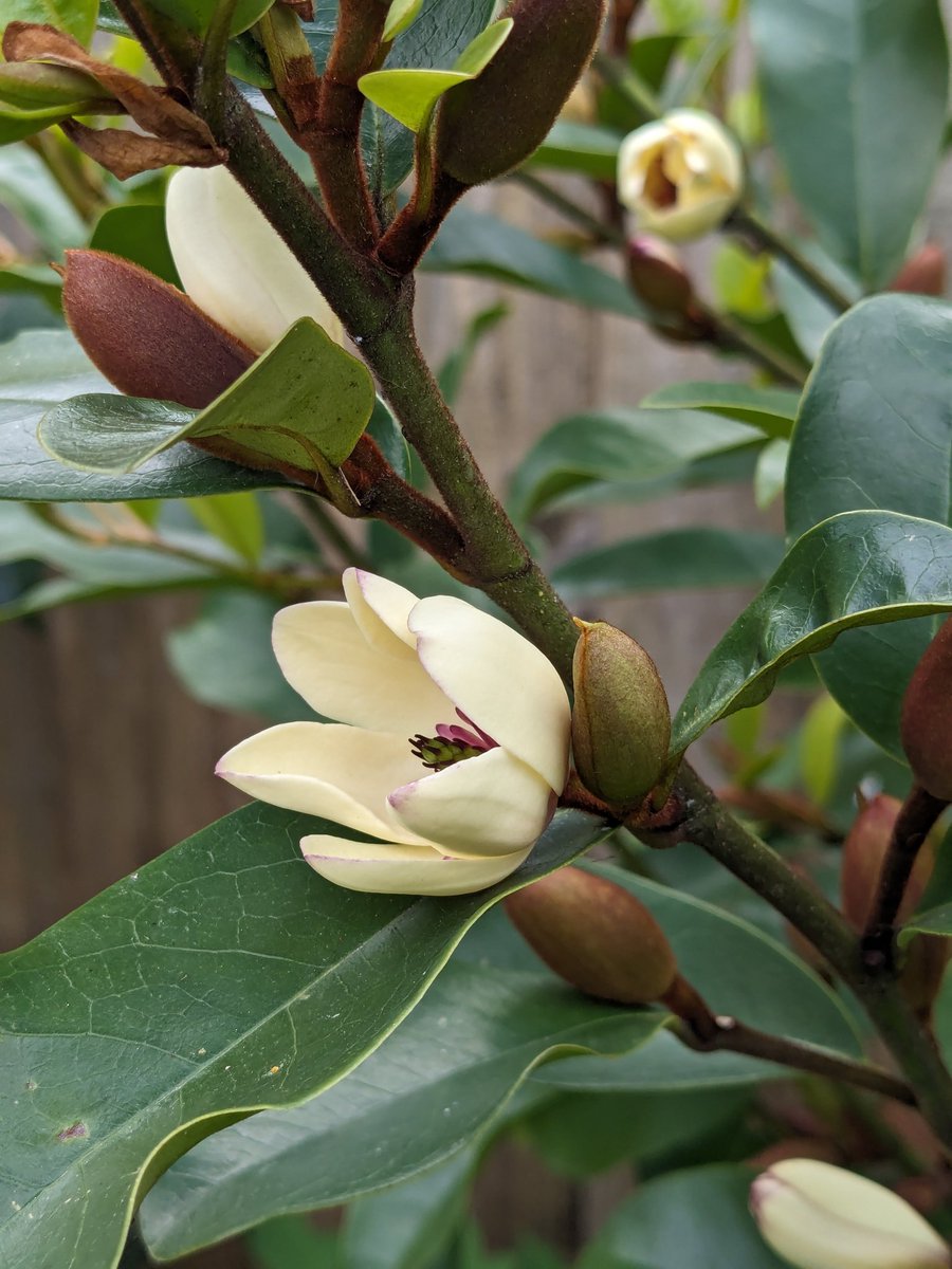 Ain't you pretty!

Magnolia 'White Caviar' has just started flowering in our exotic courtyard garden. 

#Garden #Gardening #GardeningX #Spring