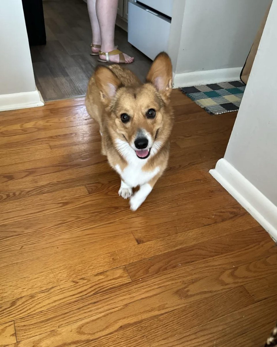 _CorgiCraze's tweet photo. You simply cannot tell me that dogs don't smile
#corgitown #corgidogs #dogphotography #corgicommunity https://t.co/2etZnQqrk1