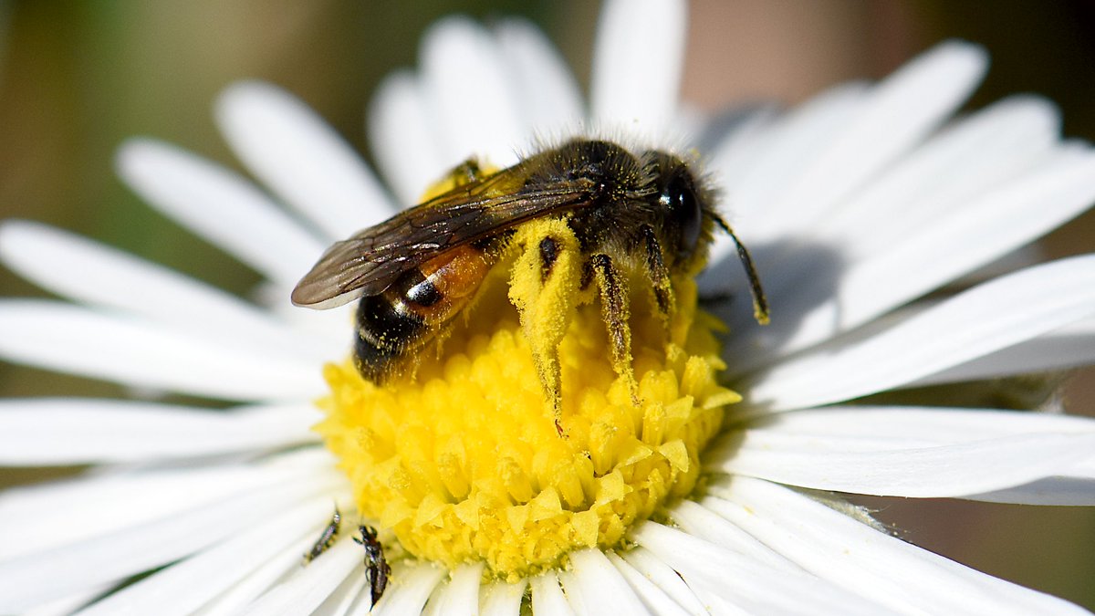 Algunas especies de Andrena están estrictamente asociadas con ciertas plantas, las hembras únicamente recogen polen de esas flores. A. leucophaea solo lo recolecta de margaritas del género Bellis. En un día soleado mirad bien las margaritas al mediodía, es muy fácil que la veáis