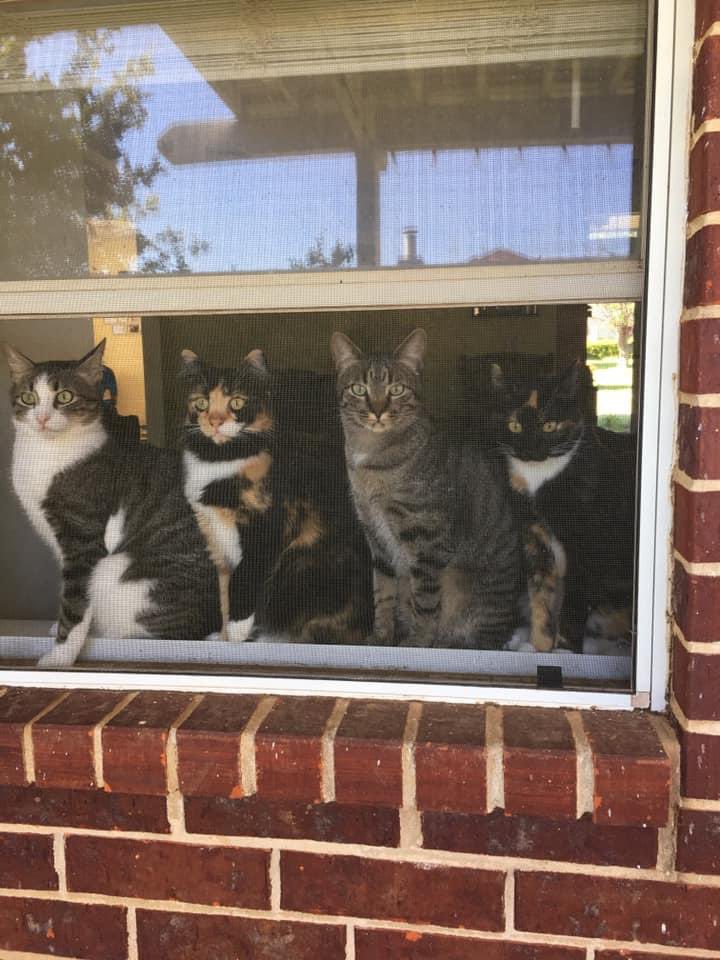 I’m doing a heccin neighborhood watch with my siblings. We’re watching mom and dad work in the garden. How are you spending your Saturday?