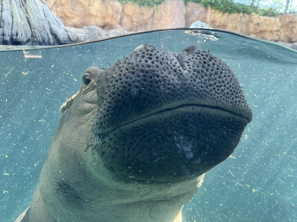 Fritz you are cute … and a pest 😂<a href="/CincinnatiZoo/">Cincinnati Zoo</a>