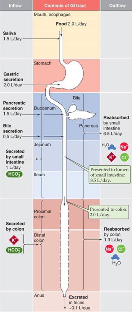 CiruAndes2's tweet photo. Fluid production and balance in the gastrointestinal tract 💥⤵️⚡️🔑! #SoMe4Surgery @PipeCabreraV @pferrada1 @SWexner https://t.co/JRTLfuJ9b5