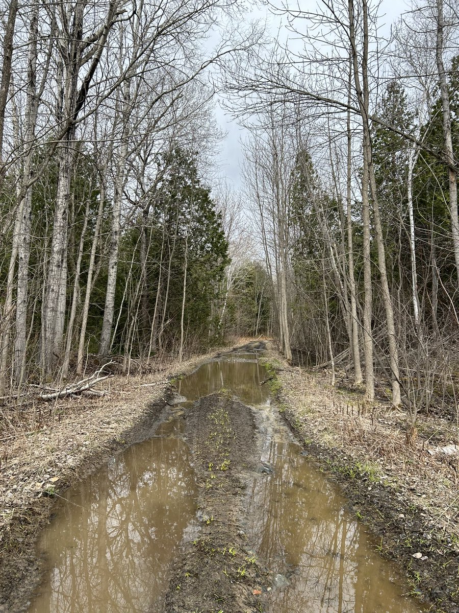 Harvesting black ash today with akinomooshin.  This is a 7ish foot piece of black ash I'm lifting to put in the back of the truck. I have no clue what I'm doing, but am enjoying every minute.
