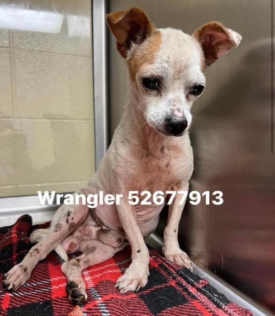 😍 WRANGLER IS WHY WE KEEP GOING! He was shut down & had been beaten up. He leg had to be amputated and was heartworm positive. Because of our village, he is now loving life. Thank you to all who support this mission! #lastcall #chihuahua #foster #savinghoperescue #savinghopetx