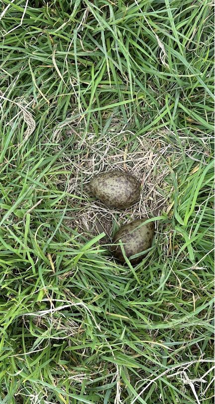CurlewSLakes's tweet photo. And we’re off 📣  First nest this season found and fenced at lunchtime - she’ll probably lay 2 more eggs to complete a clutch of 4 over the next 4 days https://t.co/2LMn4RbM9i